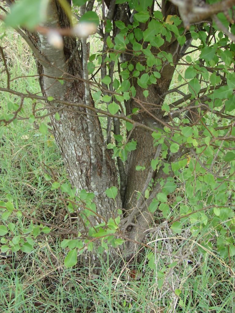 Pear Tree - Oct 12, 2014, trunk photo DSC02241_zps10a5599a.jpg